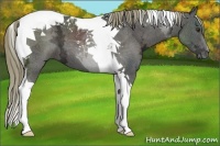 Horse Color:Liver Chestnut Ice Tobiano