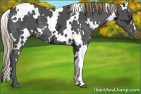 Horse Color:White Spotted Liver Chestnut Ice 