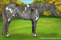 Horse Color:White Spotted Liver Chestnut Ice Rabicano 