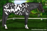 Horse Color:Liver Chestnut Appaloosa 
