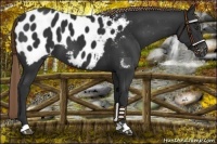 Horse Color:Liver Chestnut Appaloosa 