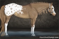 Horse Color:White Spotted Liver Red Dun Appaloosa 