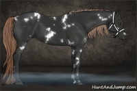 Horse Color:White Spotted Liver Chestnut 
