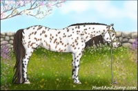 Horse Color:Buckskin Near Leopard 