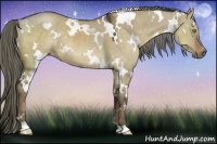 Horse Color:White Spotted Liver Red Dun 