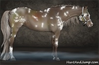 Horse Color:White Spotted Liver Chestnut Sabino 