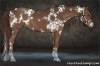 Horse Color:White Spotted Liver Chestnut 