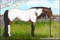 Horse Color:Brown Appaloosa