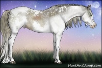 Horse Color:Liver Chestnut Sabino Splash Tobiano Rabicano
