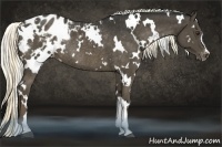 Horse Color:White Spotted Liver Chestnut Appaloosa Rabicano