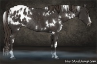 Horse Color:White Spotted Liver Chestnut Sabino Appaloosa Rabicano
