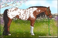 Horse Color:Bay Appaloosa 