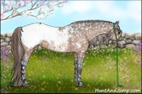Horse Color:Buckskin Appaloosa