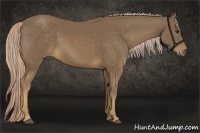 Horse Color:Chocolate Palomino 