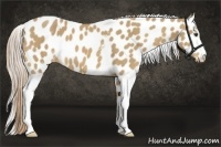 Horse Color:White Spotted Palomino Appaloosa