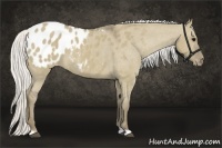 Horse Color:Silver Smoky Grullo Appaloosa