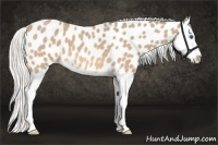 Horse Color:Silver Buckskin Roan Splash Appaloosa