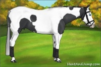 Horse Color:Black Splash Tobiano