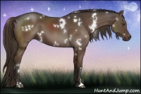 Horse Color:White Spotted Liver Chestnut 