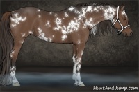 Horse Color:White Spotted Liver Chestnut 