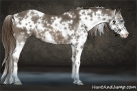 Horse Color:White Spotted Liver Chestnut Splash 