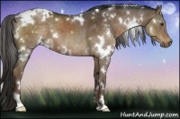 Horse Color:White Spotted Liver Chestnut
