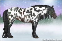 Horse Color:Brown Sabino Appaloosa 