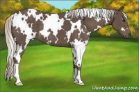 Horse Color:White Spotted Silver Black