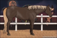 Horse Color:Liver Chestnut Sabino Rabicano 
