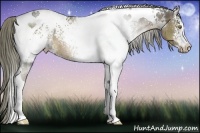 Horse Color:White Spotted Liver Chestnut Tobiano Rabicano 