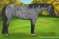 Horse Color:Blue Roan 