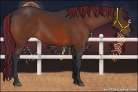 Horse Color:Painted Bay 