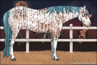 Horse Color:Painted Brown Appaloosa  and Gray Brown Appaloosa 