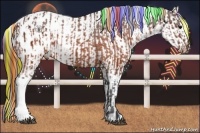 Horse Color:Painted Brown Appaloosa  and Brown Dun Appaloosa