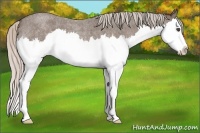 Horse Color:Silver Blue Roan Splash