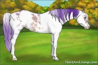 Horse Color:Watercolor Bay Dun Sabino 