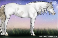 Horse Color:White Spotted Liver Chestnut Ice Splash Tobiano