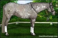 Horse Color:White Spotted Liver Chestnut Ice 