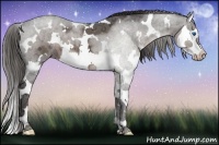 Horse Color:White Spotted Liver Chestnut Ice Splash 