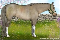 Horse Color:Liver Red Dun Rabicano 