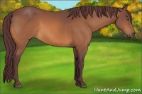 Horse Color:Chocolate Buckskin 