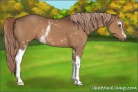 Horse Color:White Spotted Liver Chestnut 