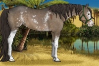 Horse Color:White Spotted Liver Red Dun Sabino 
