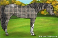 Horse Color:Plaid Grullo