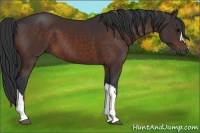 Horse Color:Brown 