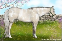 Horse Color:White Spotted Chocolate Palomino Pearl Dun Rabicano