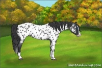 Horse Color:Blue Roan Splash Near Leopard 