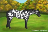 Horse Color:Blue Roan Near Leopard 