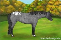 Horse Color:Blue Roan Appaloosa