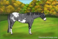 Horse Color:White Spotted Blue Roan Splash Frame Varnish 